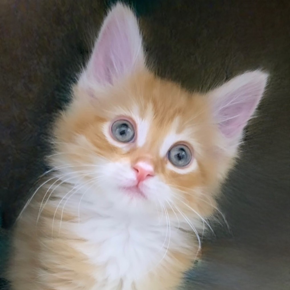 ノルウェージャン Cattery Tuna